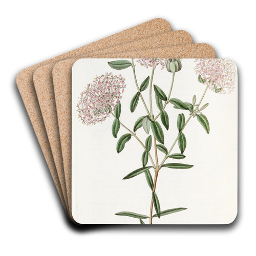 Long-stalked Pimelea by Sydenham Edwards Art Drink Coaster set