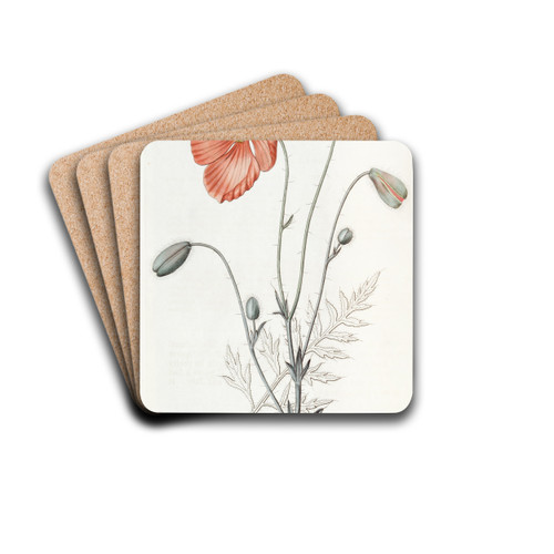 Persian Poppy by Sydenham Edwards Drink Coasters - set of 4 Persian Poppy by Sydenham Edwards Drink Coasters - set of 4