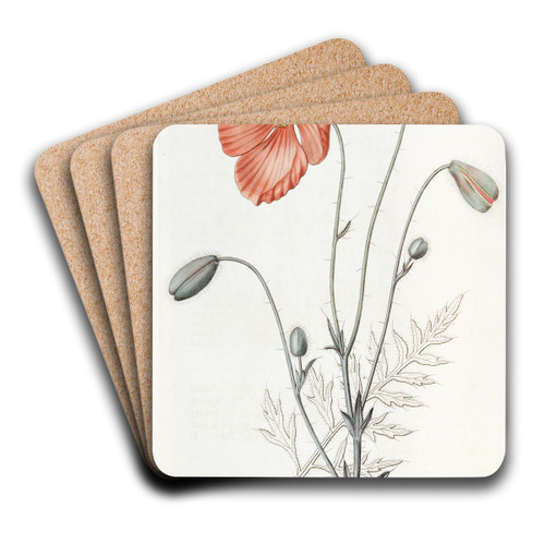 Persian Poppy by Sydenham Edwards Art Drink Coaster set Persian Poppy by Sydenham Edwards Art Drink Coaster set