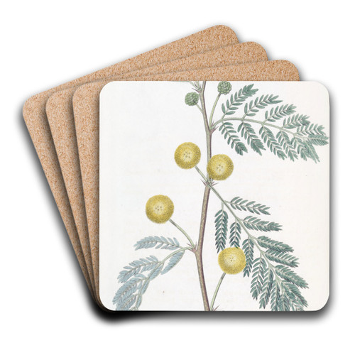 Whitish-leaved Acacia by Sydenham Edwards Art Drink Coaster set