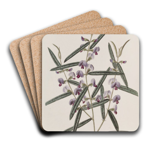 Captain Mangles's Hovea by Sydenham Edwards Art Drink Coaster set