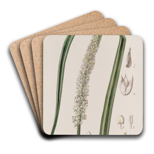 Spike-flowered Asagraea by Sydenham Edwards Art Drink Coaster set