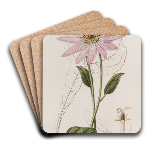 Mr. Dickson's Echinacea by Sydenham Edwards Art Drink Coaster set