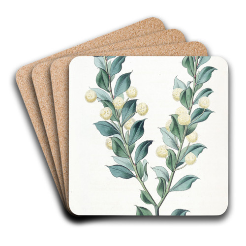 Hooked-leaved Acacia by Sydenham Edwards Art Drink Coaster set