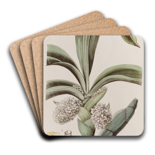 The Close-headed Woolwort. by Sydenham Edwards Art Drink Coaster set