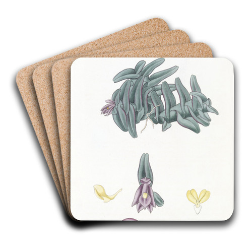 Purple Nanodes by Sydenham Edwards Art Drink Coaster set