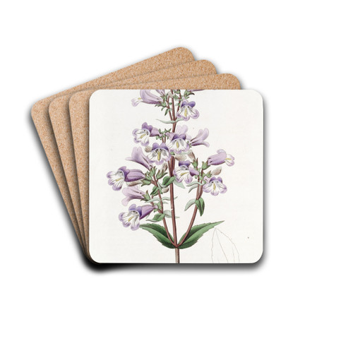 Glaucous Pentstemon by Sydenham Edwards Drink Coasters - set of 4