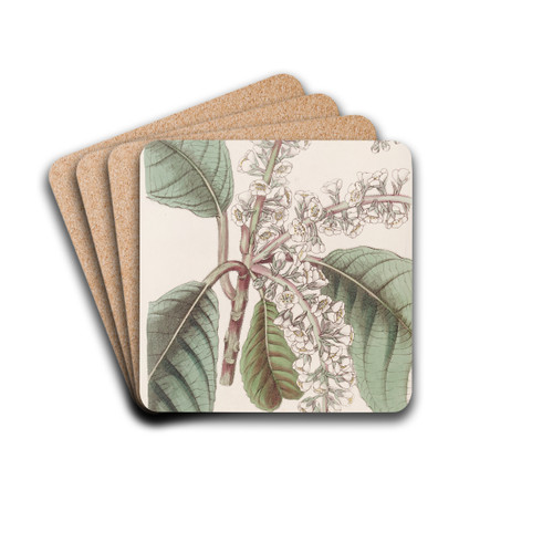 Oak-leaved Clethra by Sydenham Edwards Drink Coasters - set of 4 Oak-leaved Clethra by Sydenham Edwards Drink Coasters - set of 4