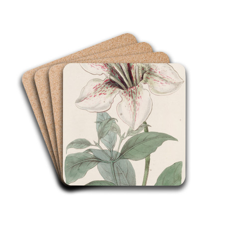 Lord Derby's Gardenia by Sydenham Edwards Drink Coasters - set of 4