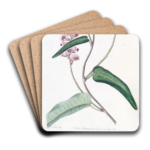 Long-racemed variety of the One-leaved Kennedya by Sydenham Edwards Art Drink Coaster set Long-racemed variety of the One-leaved Kennedya by Sydenham Edwards Art Drink Coaster set
