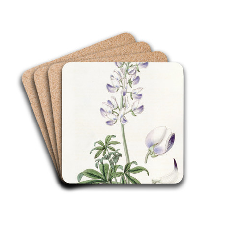River Lupine by Sydenham Edwards Drink Coasters - set of 4