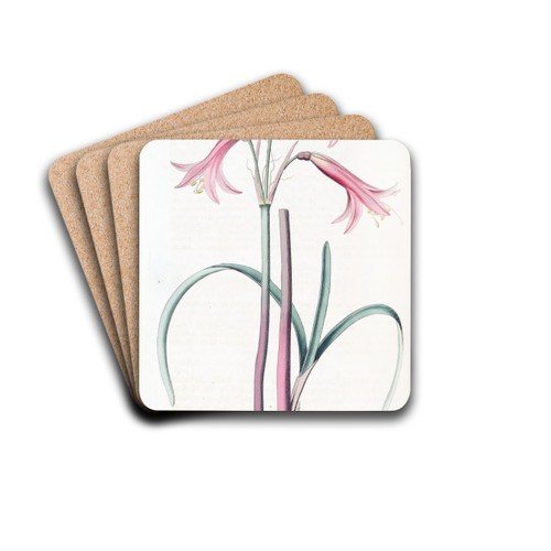 Mr. Herbert's Phycella by Sydenham Edwards Drink Coasters - set of 4