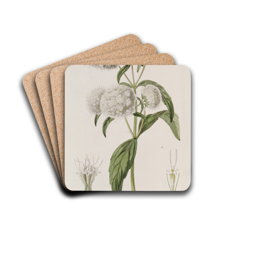 Close-headed Stevia by Sydenham Edwards Drink Coasters - set of 4