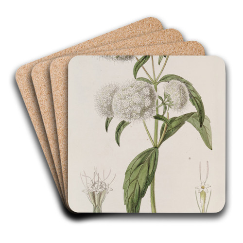 Close-headed Stevia by Sydenham Edwards Art Drink Coaster set