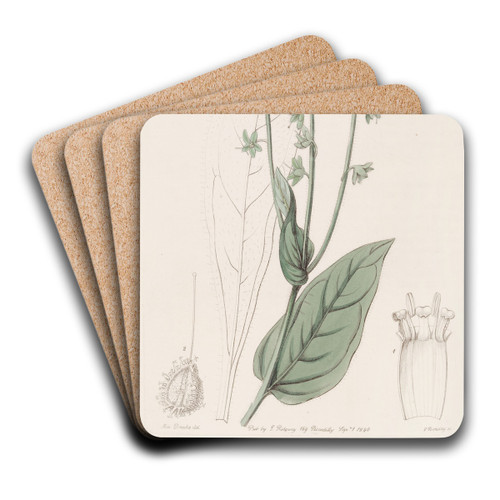 Long-flowered Hounds-tongue by Sydenham Edwards Art Drink Coaster set