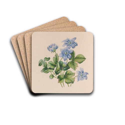 Hepatica by John Stevens Henslow Drink Coasters - set of 4 Hepatica by John Stevens Henslow Drink Coasters - set of 4