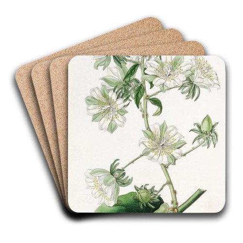 West-Indian Gooseberry by Sydenham Edwards Art Drink Coaster set