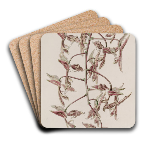 Toad-skinned Gongora by Sydenham Edwards Art Drink Coaster set