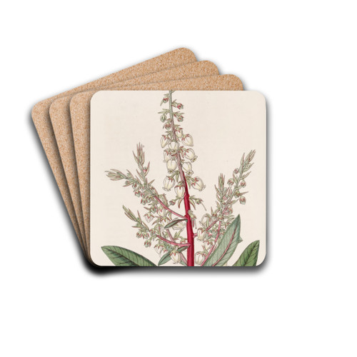 Arbutus-like Gritberry by Sydenham Edwards Drink Coasters - set of 4 Arbutus-like Gritberry by Sydenham Edwards Drink Coasters - set of 4