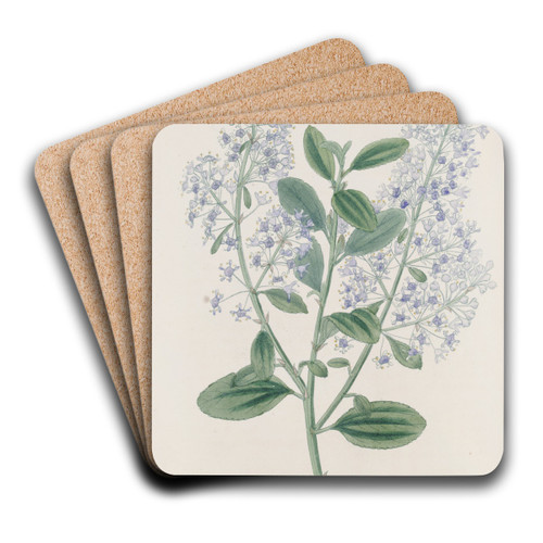Thyrse-bearing Ceanothus by Sydenham Edwards Art Drink Coaster set