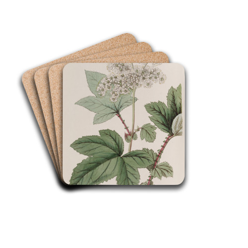 Himalayan form of the Kamtchatka Meadow-sweet by Sydenham Edwards Drink Coasters - set of 4
