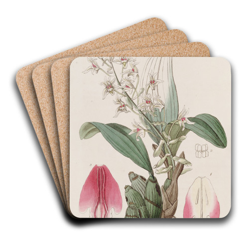 Long-bracted Eria by Sydenham Edwards Art Drink Coaster set