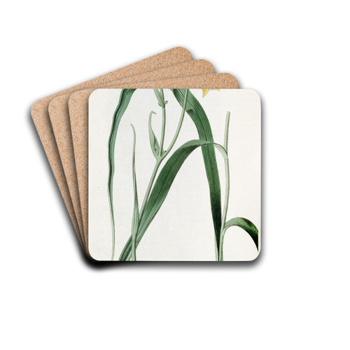 Pale Yellow Cyclobothra by Sydenham Edwards Drink Coasters - set of 4