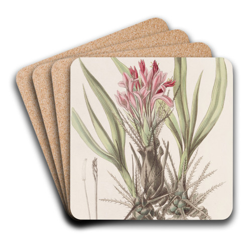 Various-leaved Puya by Sydenham Edwards Art Drink Coaster set