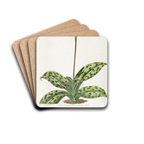 Purple-stained Lady's Slipper by Sydenham Edwards Drink Coasters - set of 4