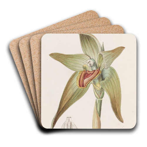 Large-flowered Lycaste by Sydenham Edwards Art Drink Coaster set