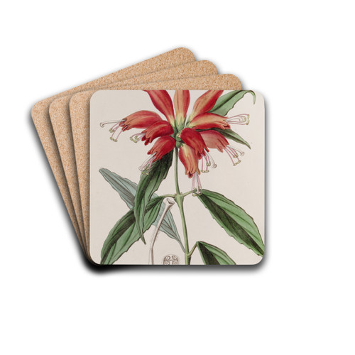 Large-flowered Blushwort by Sydenham Edwards Drink Coasters - set of 4 Large-flowered Blushwort by Sydenham Edwards Drink Coasters - set of 4