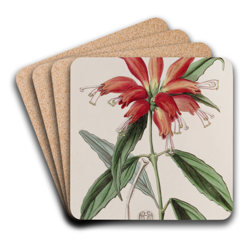 Large-flowered Blushwort by Sydenham Edwards Art Drink Coaster set Large-flowered Blushwort by Sydenham Edwards Art Drink Coaster set