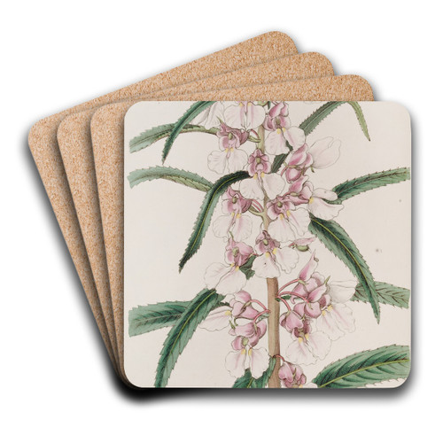 Small Pink Balsam by Sydenham Edwards Art Drink Coaster set