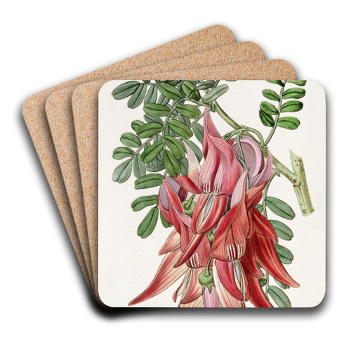 Crimson Glory-pea by Sydenham Edwards Art Drink Coaster set