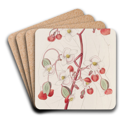 White and Scarlet Begonia by Sydenham Edwards Art Drink Coaster set White and Scarlet Begonia by Sydenham Edwards Art Drink Coaster set