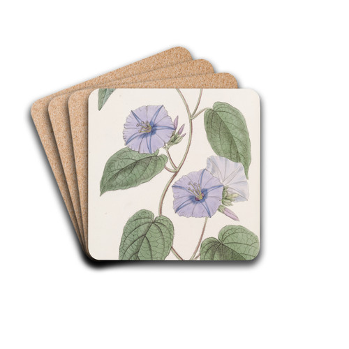 Hoary Jacquemontia by Sydenham Edwards Drink Coasters - set of 4