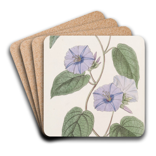 Hoary Jacquemontia by Sydenham Edwards Art Drink Coaster set