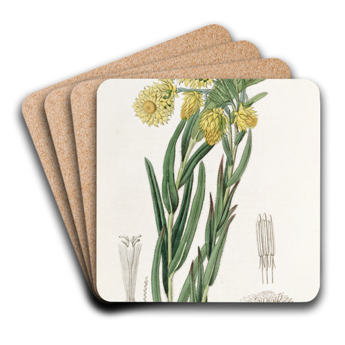 The Beautiful Morna by Sydenham Edwards Art Drink Coaster set The Beautiful Morna by Sydenham Edwards Art Drink Coaster set