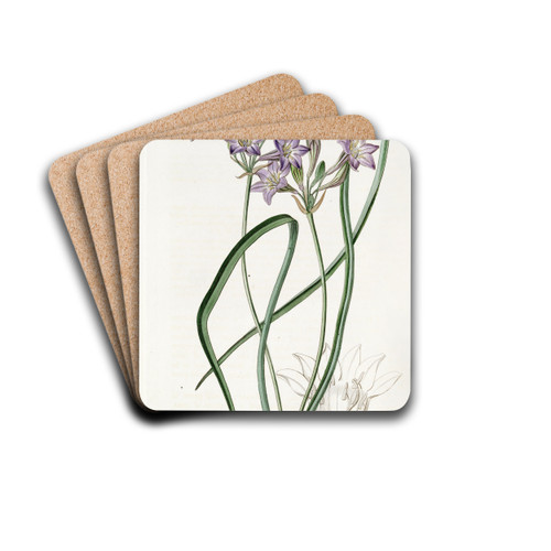 Loose-flowering Triteleia by Sydenham Edwards Drink Coasters - set of 4