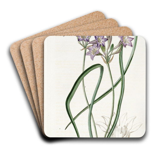 Loose-flowering Triteleia by Sydenham Edwards Art Drink Coaster set
