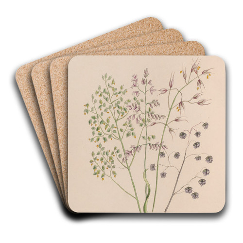 Moss Rose by John Stevens Henslow Art Drink Coaster set Moss Rose by John Stevens Henslow Art Drink Coaster set