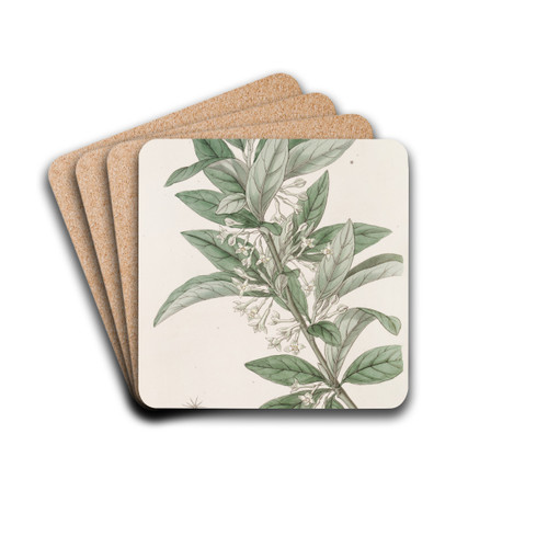 Small-leaved Oleaster by Sydenham Edwards Drink Coasters - set of 4 Small-leaved Oleaster by Sydenham Edwards Drink Coasters - set of 4