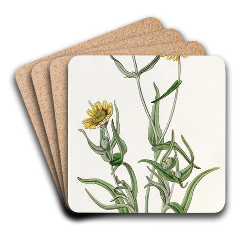Smooth Lasthenia by Sydenham Edwards Art Drink Coaster set