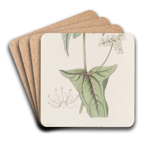 Loose-flowered Buckwheat by Sydenham Edwards Art Drink Coaster set