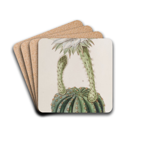 Glaucous Sweet-scented Porcupine Cactus by Sydenham Edwards Drink Coasters - set of 4