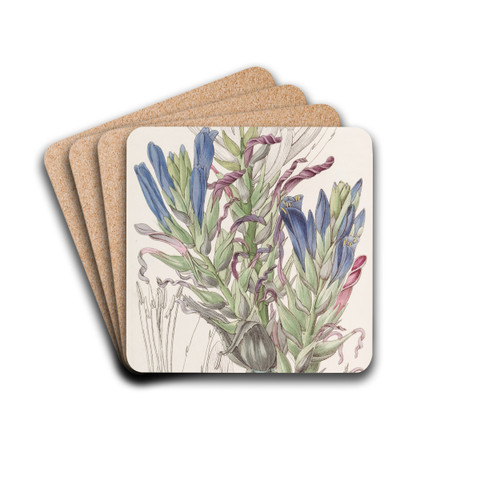 Blue Puya by Sydenham Edwards Drink Coasters - set of 4