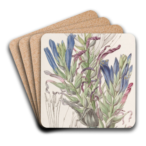 Blue Puya by Sydenham Edwards Art Drink Coaster set Blue Puya by Sydenham Edwards Art Drink Coaster set