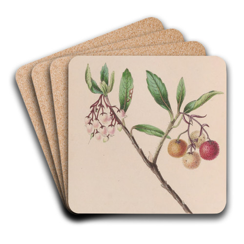 Yew by John Stevens Henslow Art Drink Coaster set Yew by John Stevens Henslow Art Drink Coaster set