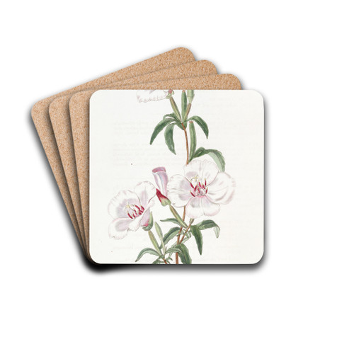 Wine-stained Godetia by Sydenham Edwards Drink Coasters - set of 4