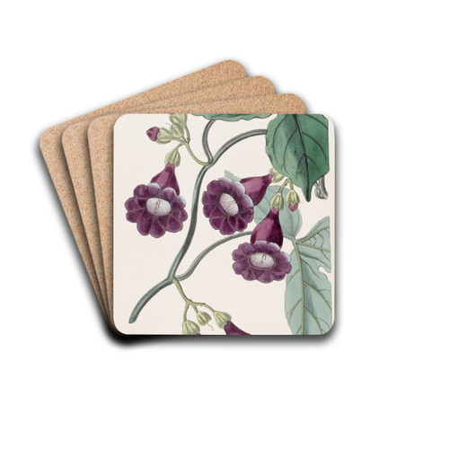 Royal Purple Gaybine by Sydenham Edwards Drink Coasters - set of 4